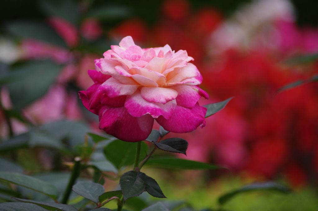 旧古河庭園　６月　薔薇　2