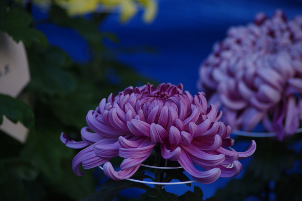 菊　5