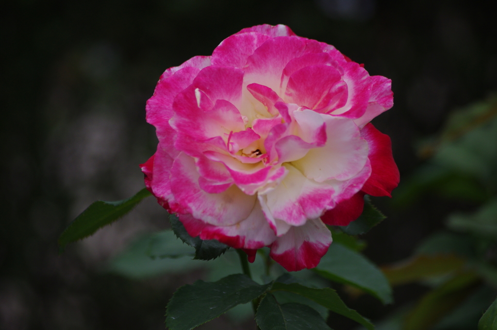 旧古河庭園　６月　薔薇　4