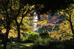 秋景色　2　日比谷公園　11月