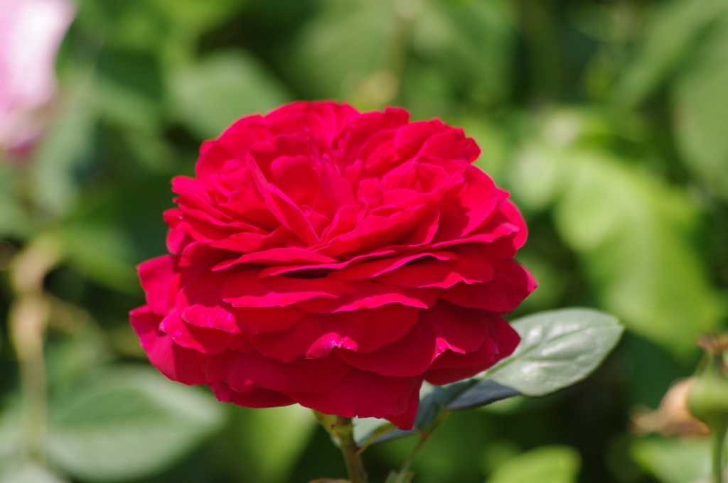 薔薇　2