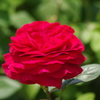 薔薇　2