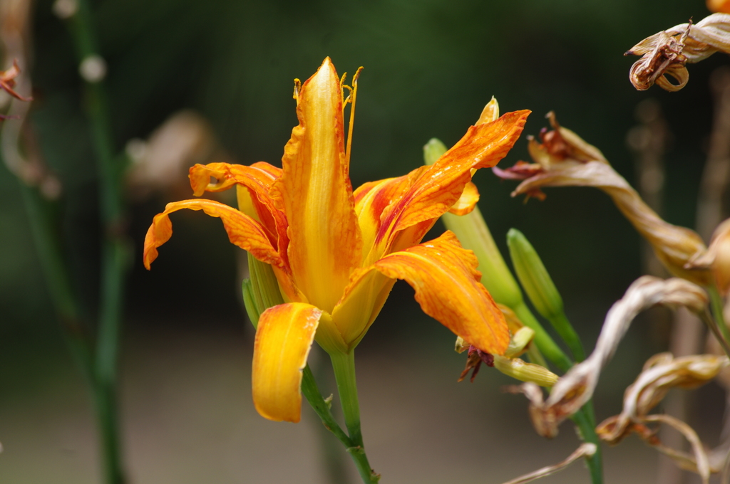 庭の花　6　旧芝離宮庭園