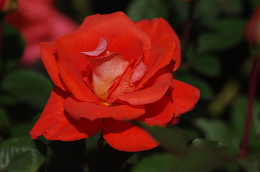 薔薇　22