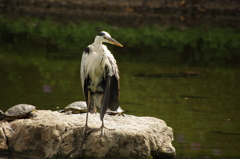 アオサギ　戸越公園　7月