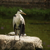 アオサギ　戸越公園　7月