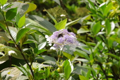 ９月なのにアジサイかな？　池田山公園
