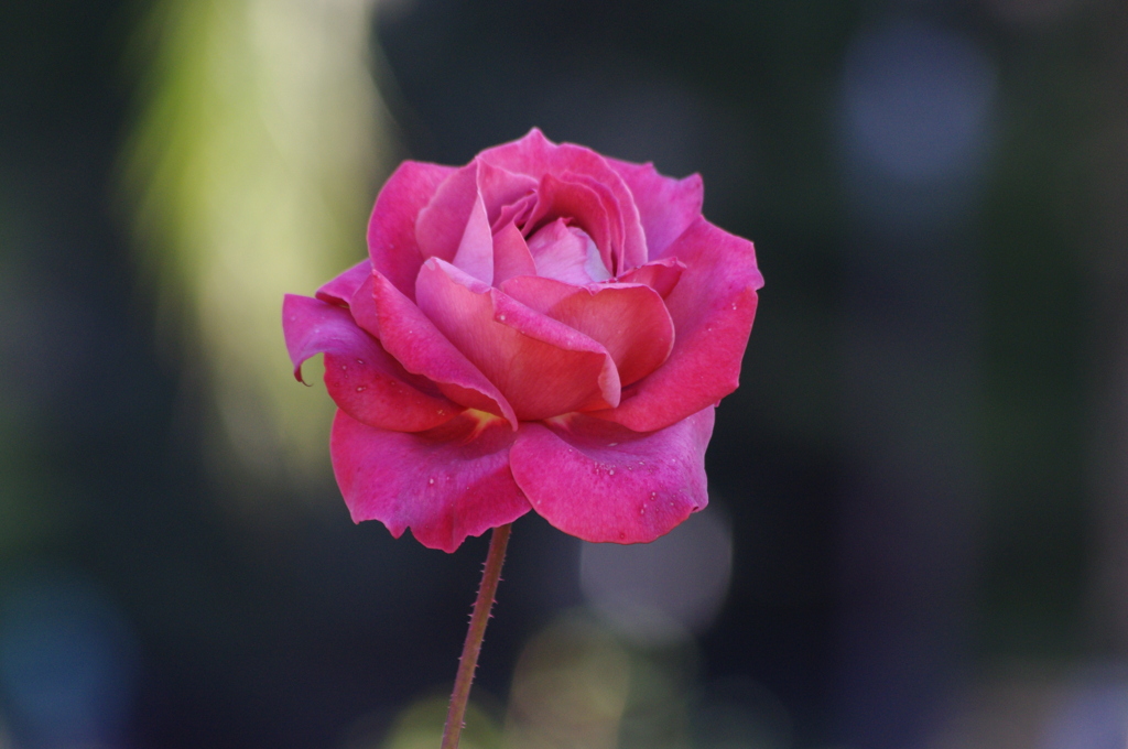 薔薇　3