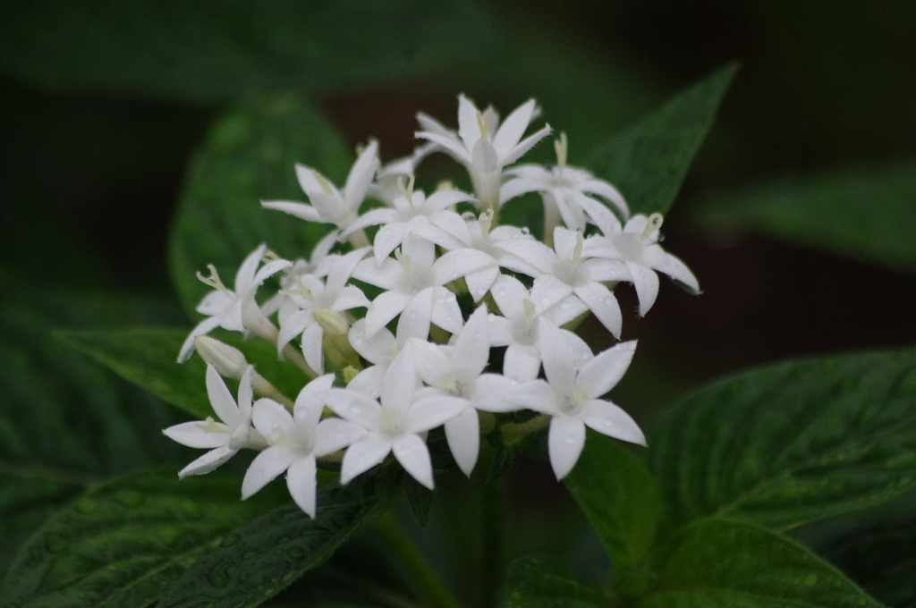 雨の中の小花　ザ・プリンスパークタワー東京