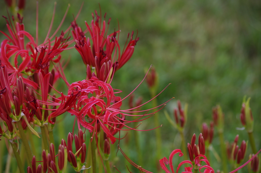 彼岸花　4　旧芝離宮庭園　9月
