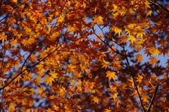 紅葉　5