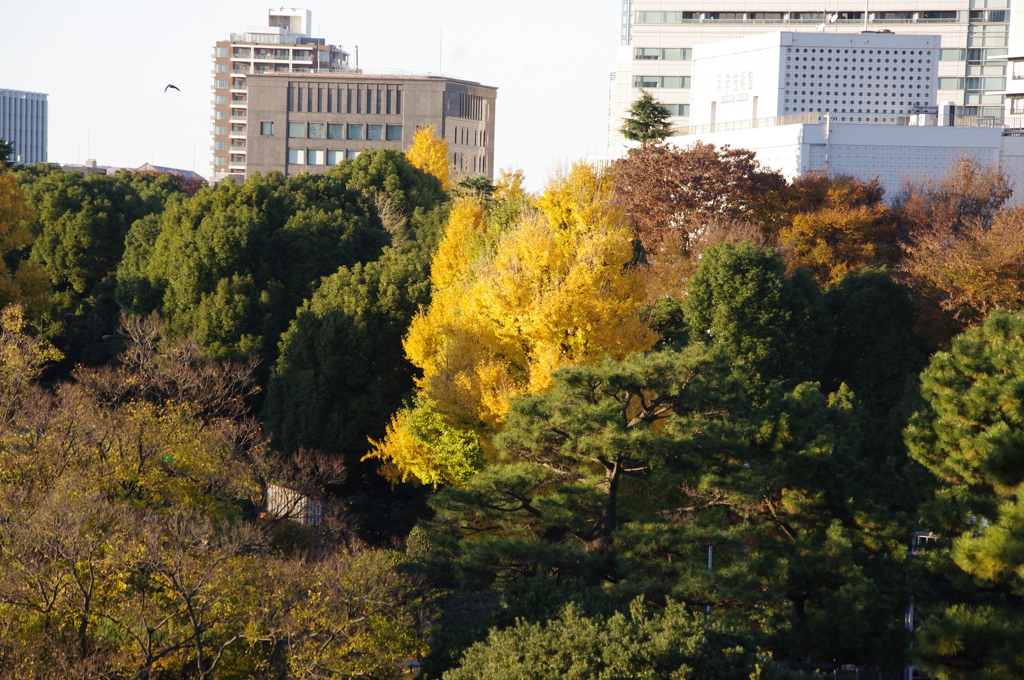 都会の森の秋　