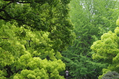 新緑の５月　日比谷公園