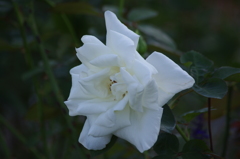薔薇　13　山下公園　１０月