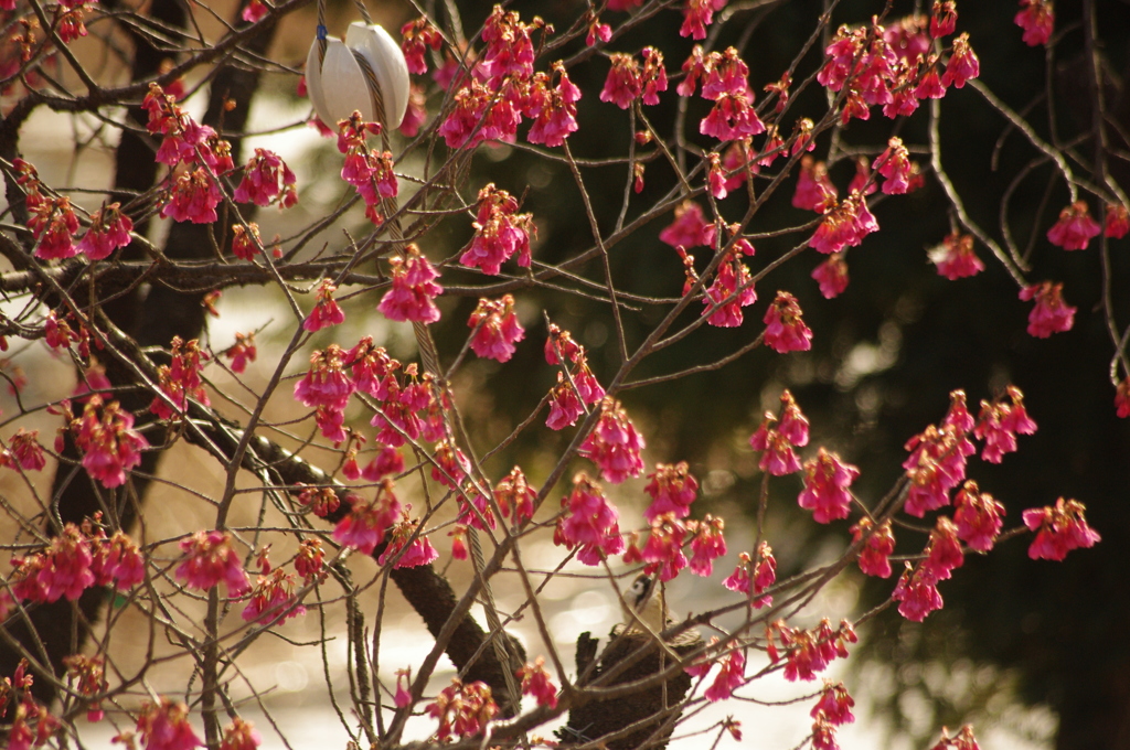 カンヒザクラ　不忍の池　２月下旬