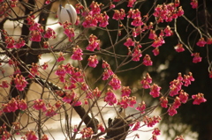 カンヒザクラ　不忍の池　２月下旬