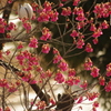 カンヒザクラ　不忍の池　２月下旬