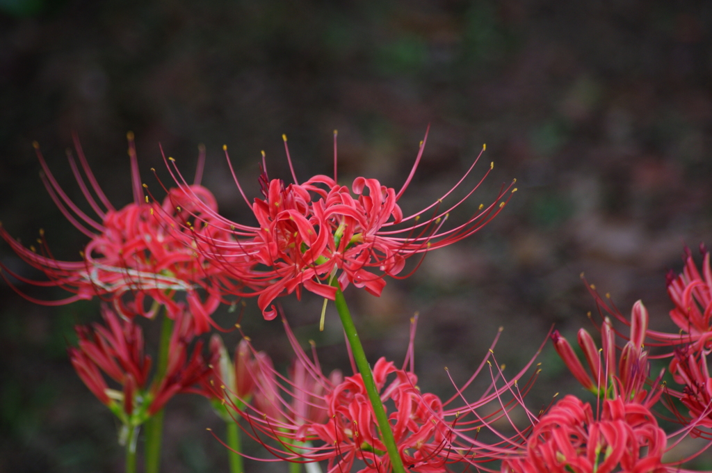彼岸花　3　旧芝離宮庭園　9月