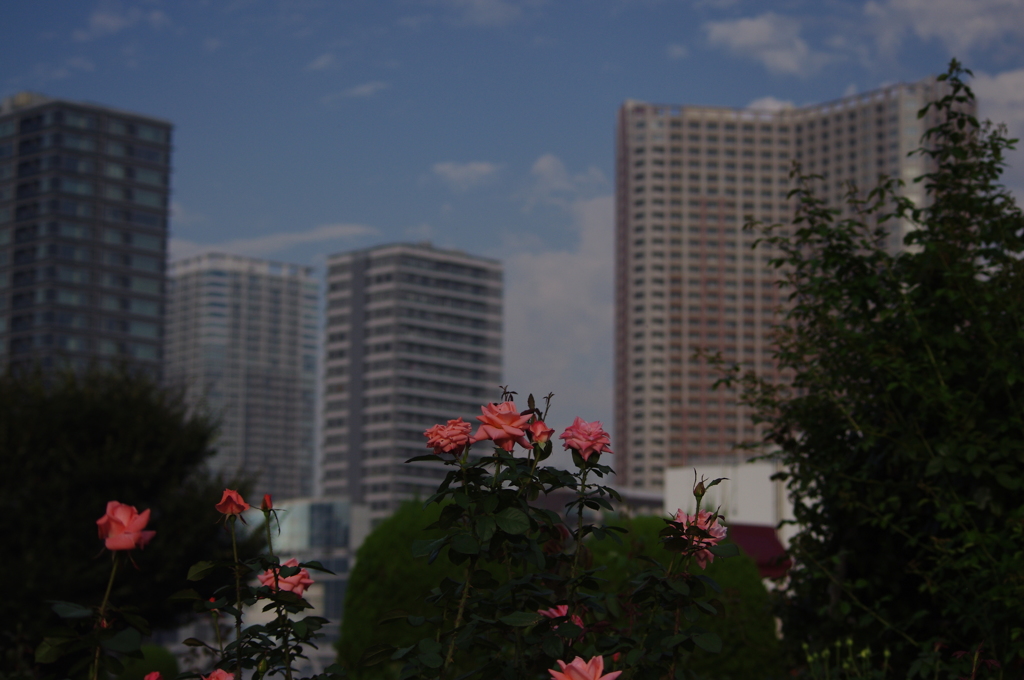 大都会のオアシス　薔薇園