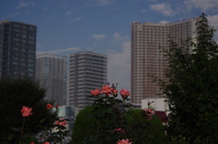 大都会のオアシス　薔薇園