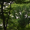 目黒通りからの景色　8月