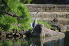 あついよ～　アオサギ　旧芝離宮庭園　８月