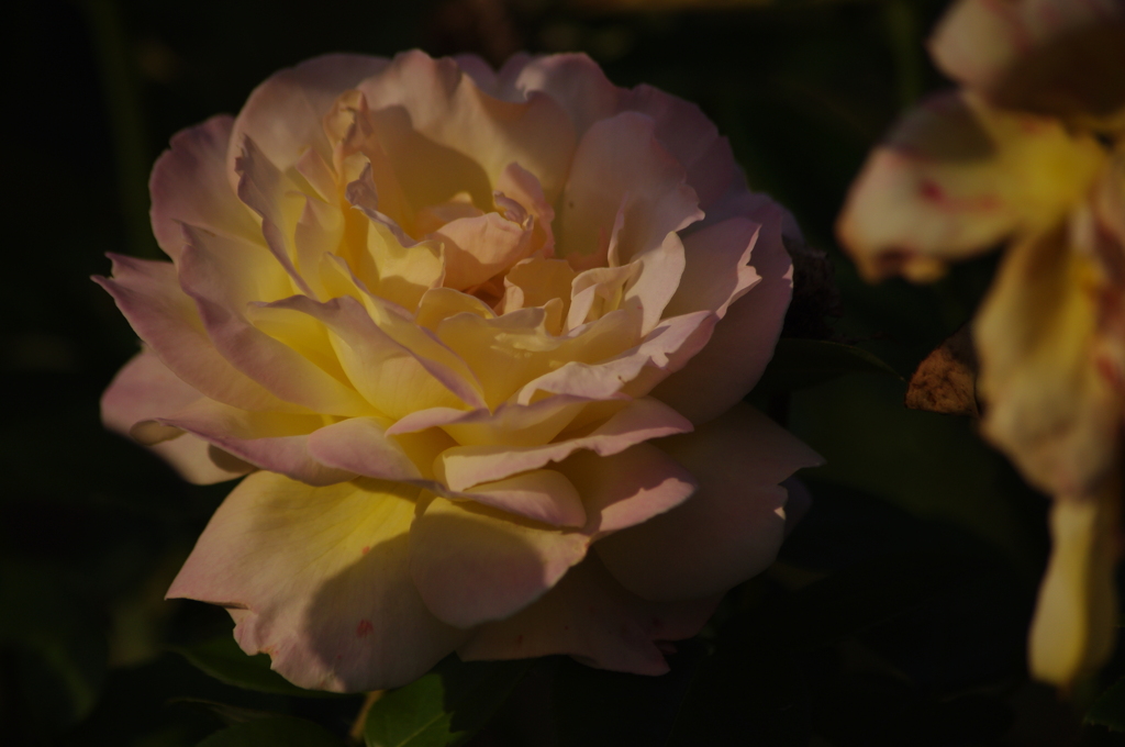 薔薇　16