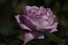 薔薇　14