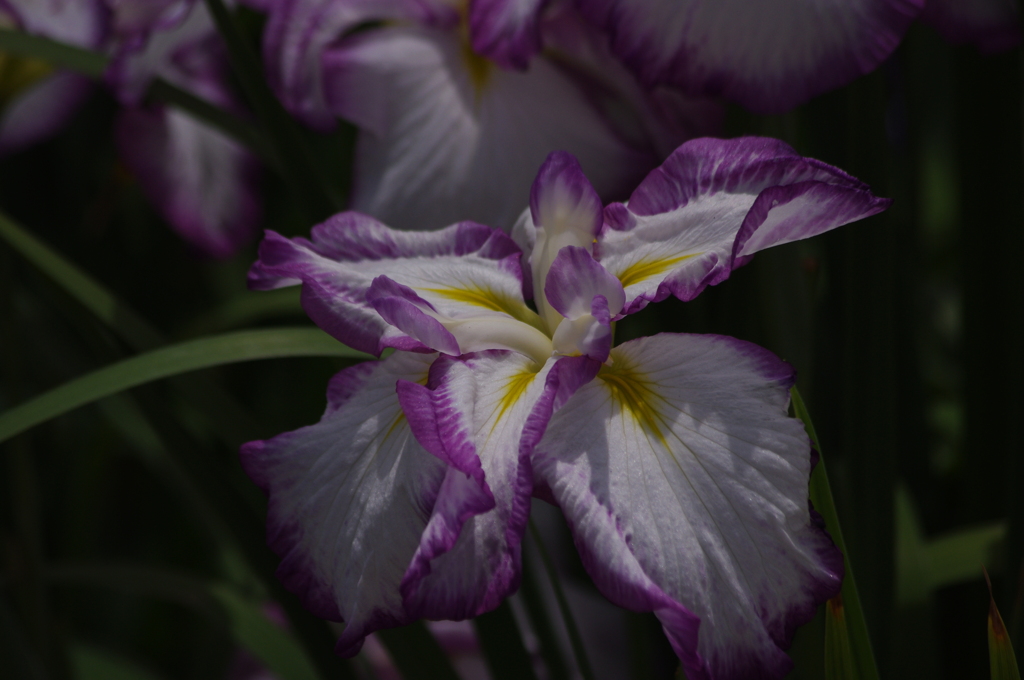 花菖蒲　12
