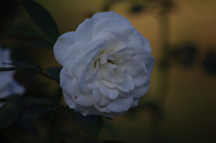 薔薇　10