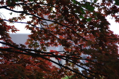 春モミジ　日比谷公園