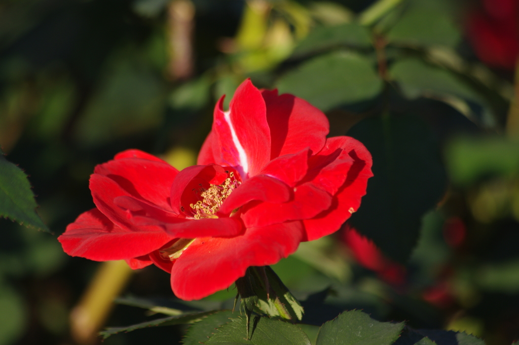 薔薇　18
