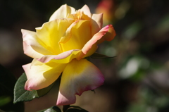 薔薇　9