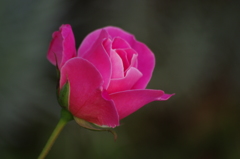 薔薇　3