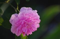 薔薇　11　港が見える丘公園　10月