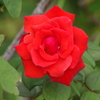 薔薇　6