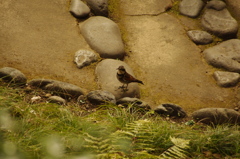 ツグミ　小石川後楽園　２月下旬