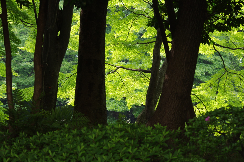 緑の林　小石川後楽園