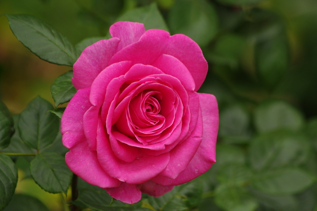 薔薇　27　港が見える丘公園　５月