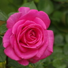 薔薇　27　港が見える丘公園　５月