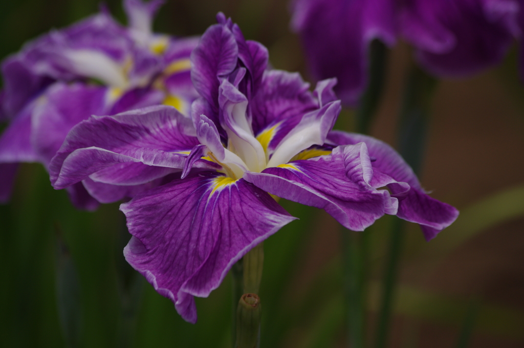 花菖蒲　9