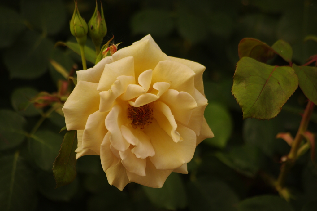 薔薇　3　芝浦中央公園