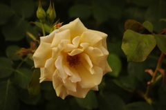 薔薇　3　芝浦中央公園