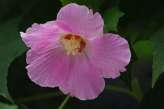 降ったりやんだりの運河の花　芝浦運河　９月