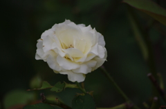 芝公園　薔薇　８月