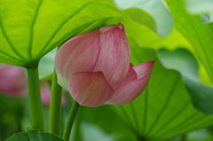 上野の蓮　1　不忍池