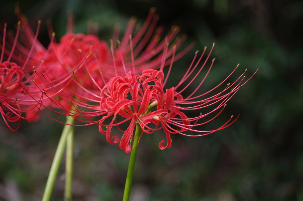 彼岸花　2　旧芝離宮庭園