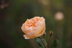 薔薇　5