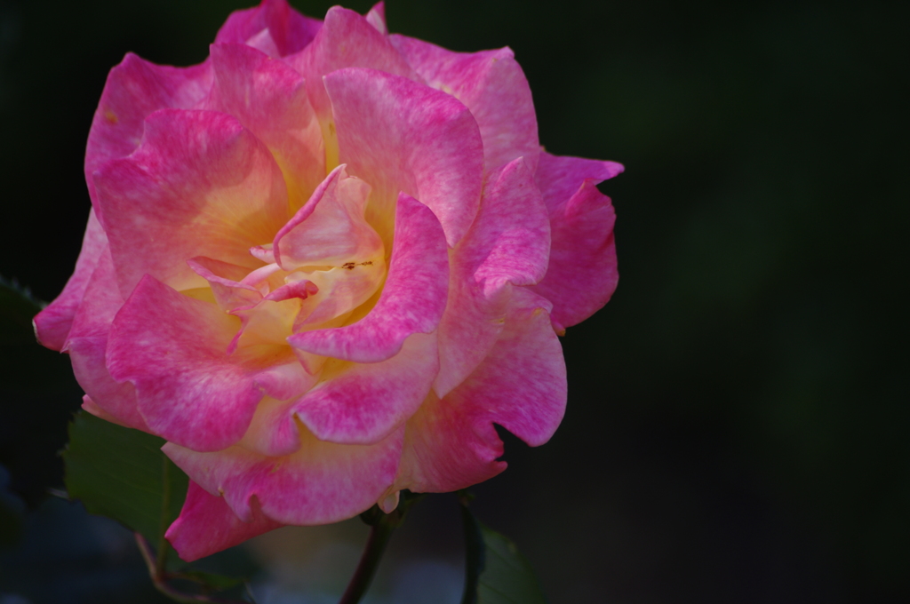 薔薇　旧古川庭園　５月　8