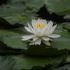 睡蓮　1